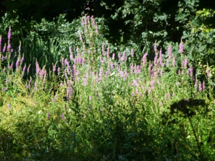 TCW Purple Loosestrife 1