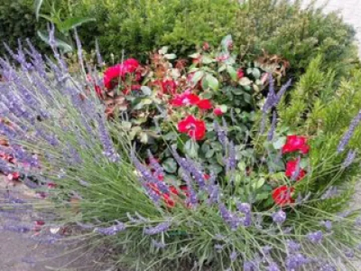 Care for Justice of Creation