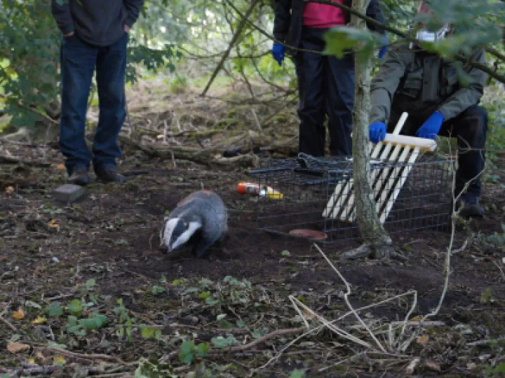 Badger Vaccination