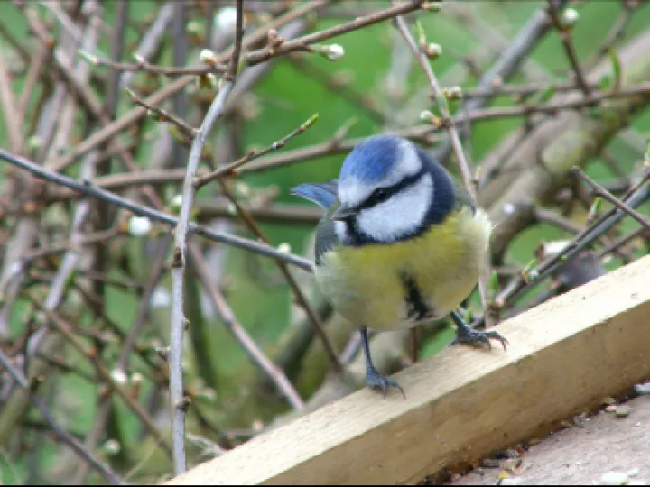 Blue Tit 1