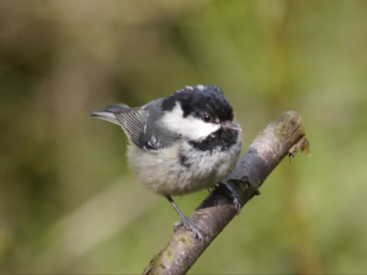 Coal Tit
