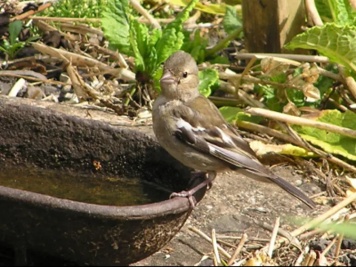 Female chaffinch