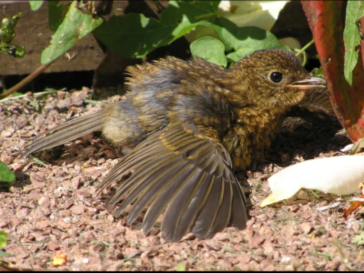 Juvenile Robin 13
