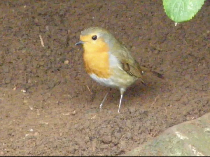 Robin