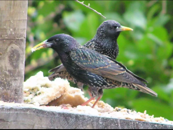 Starlings