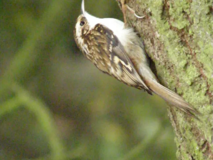 Tree Creeper