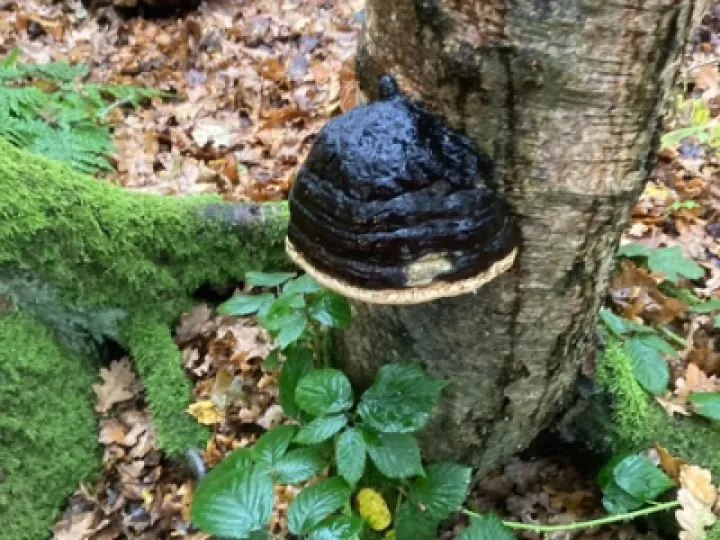 mystery fungus
