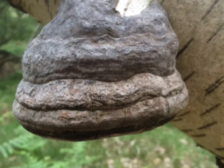 Horses hoof 2