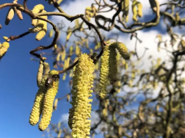 bees 2