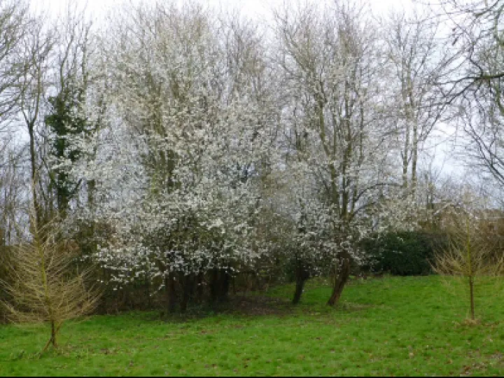 Backthorn Blossom 1