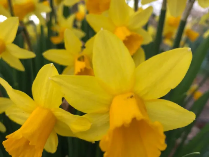 Daffodills