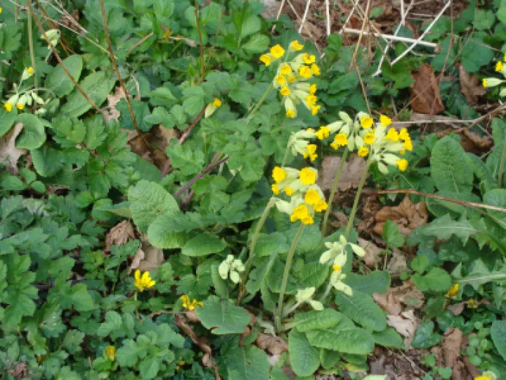 Cowslips