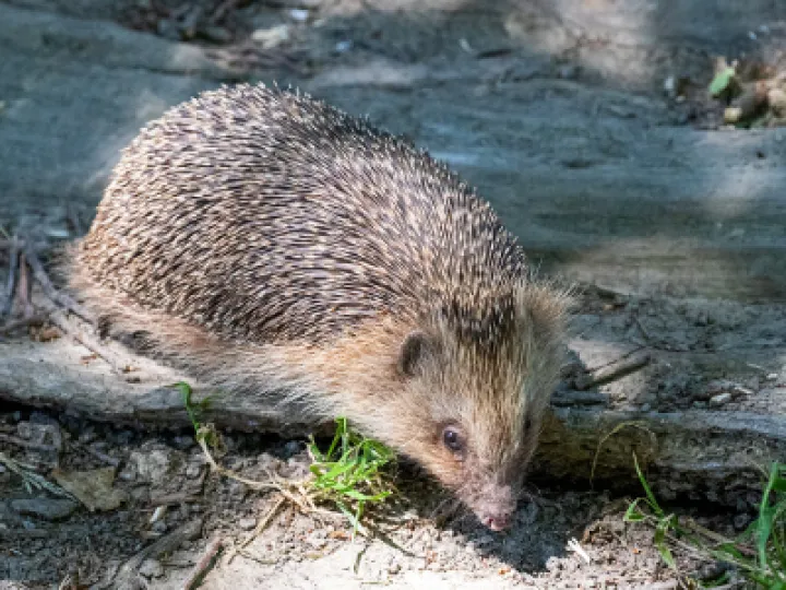 hedgehog