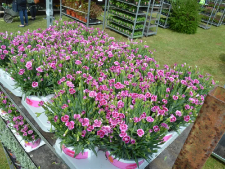 PlantSale2022 05 01 18