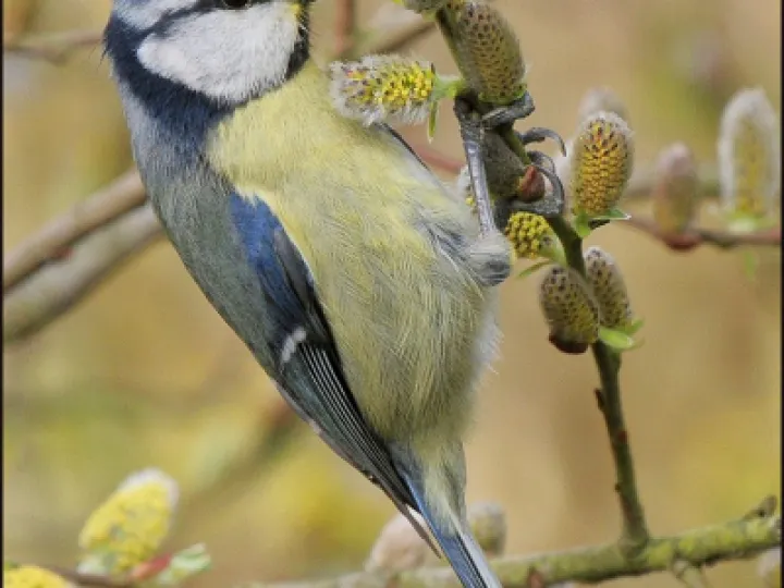 Blue tit_on_catkins