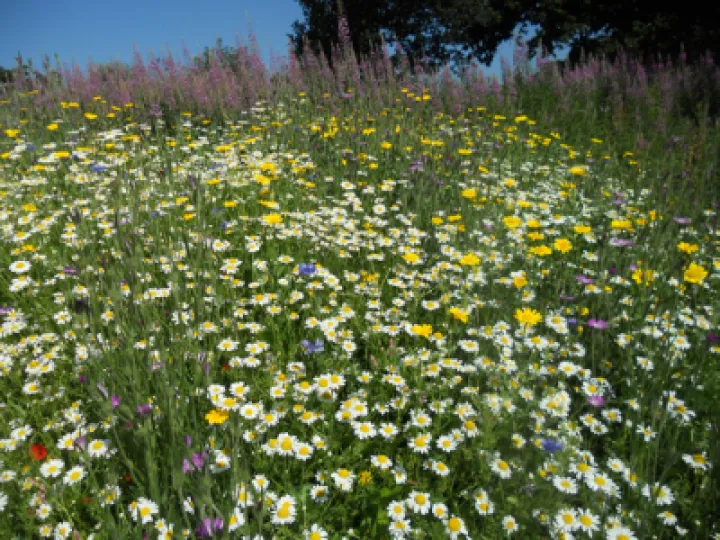 MeadowFlowers1