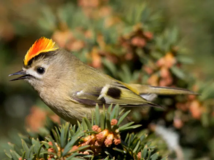Male Goldcrest