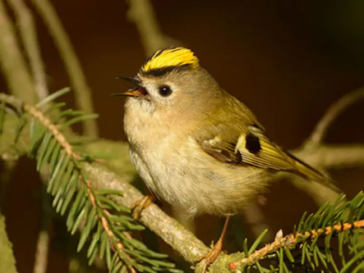 Female Goldcrest
