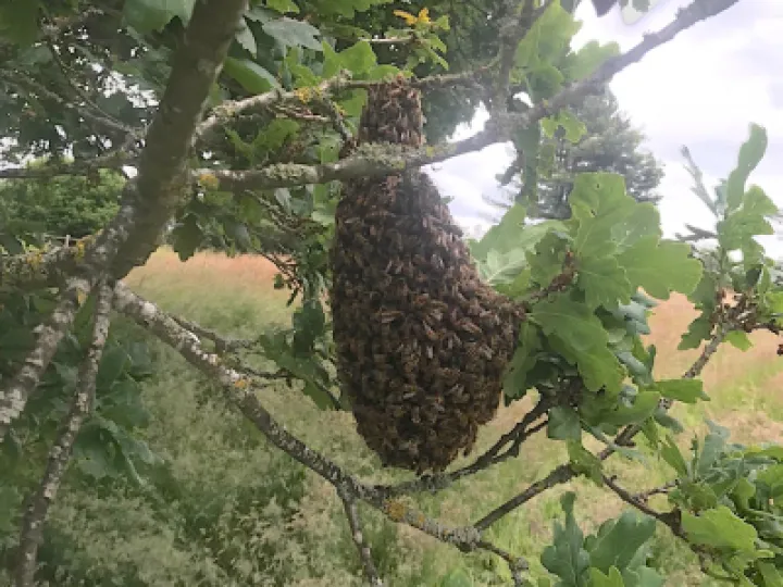 Turnpike Bees