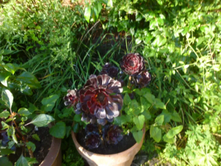 AHFC Ganden July 2021 P1040030[316712]