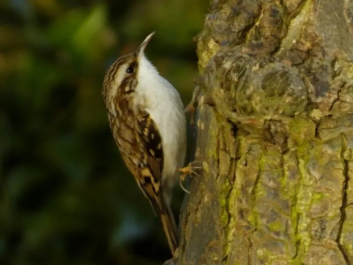 TWT Tree Creeper Observing