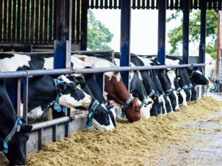 CulturaRecruitment-Cows-10