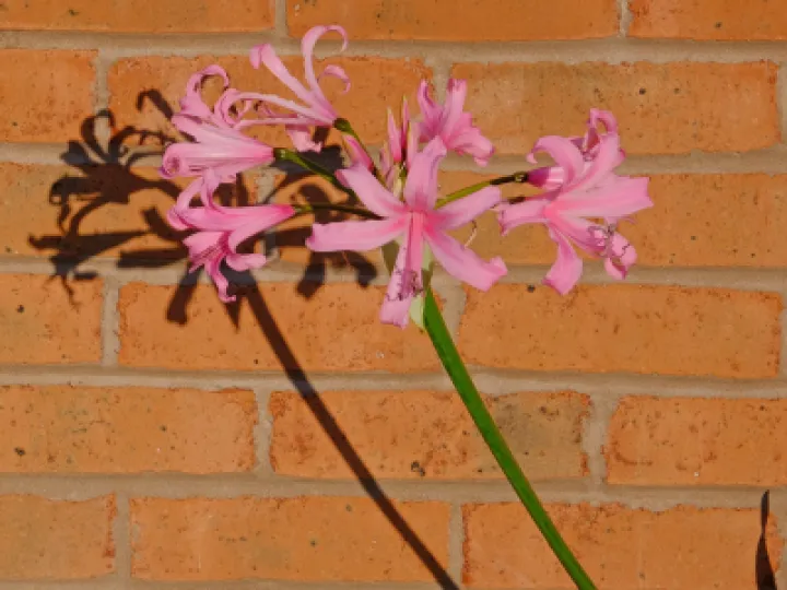#Nerine Bowdenii_F2889