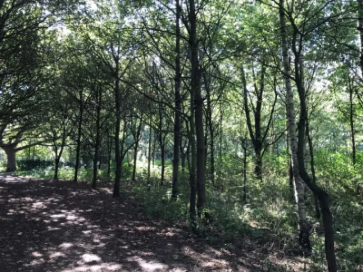 Tarvin Woodland Calendar pic