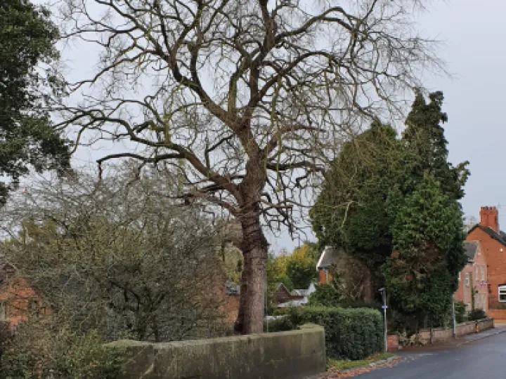 Willow Tree