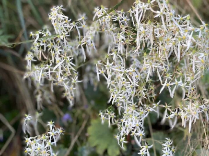 Image: 09EEB848-70DA-48E4-BAEA-6BDD25118F4B