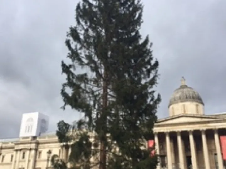 Trafalgar Square Tree