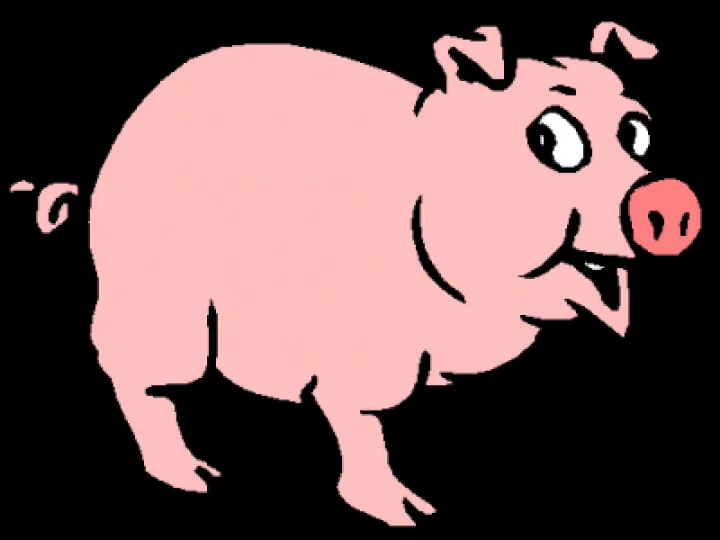 pig