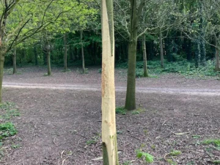 Vandalism Kills Tree