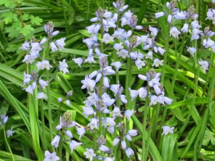 Tarvin Woodlands Bluebells