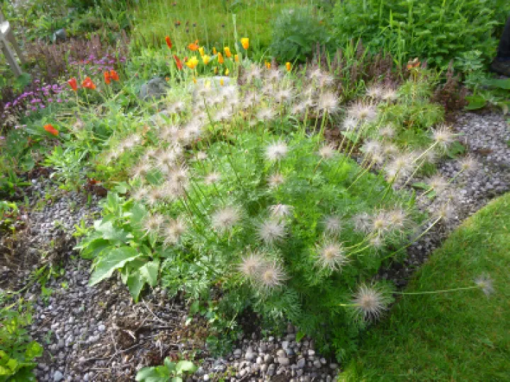 Flower Club JUne 2022 P1040150