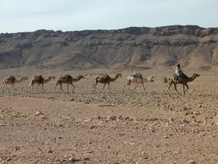 camels-797093_1920