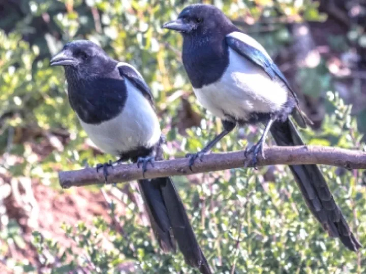 magpie1