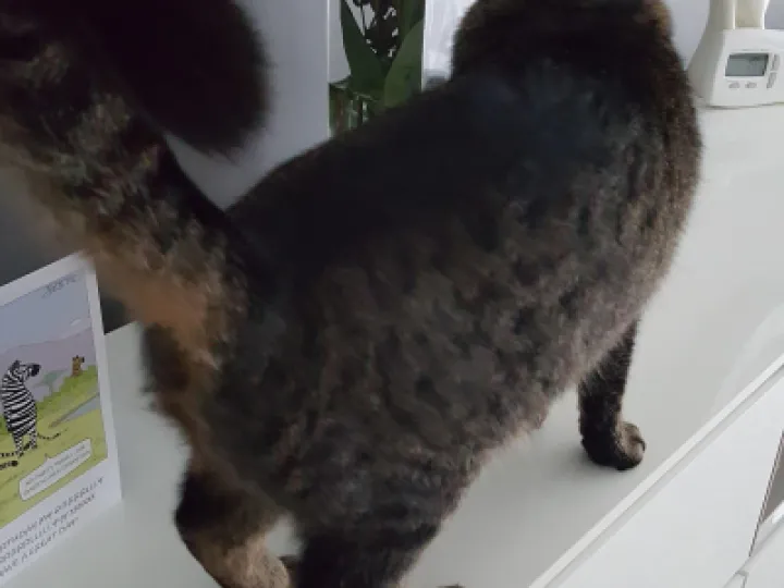 Missing cat Dec 2022 20200513_195707