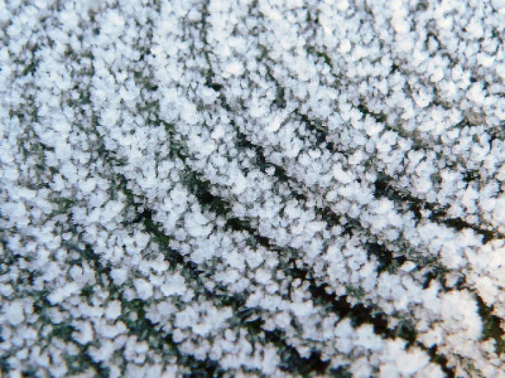 Frosted Fence_P1260836