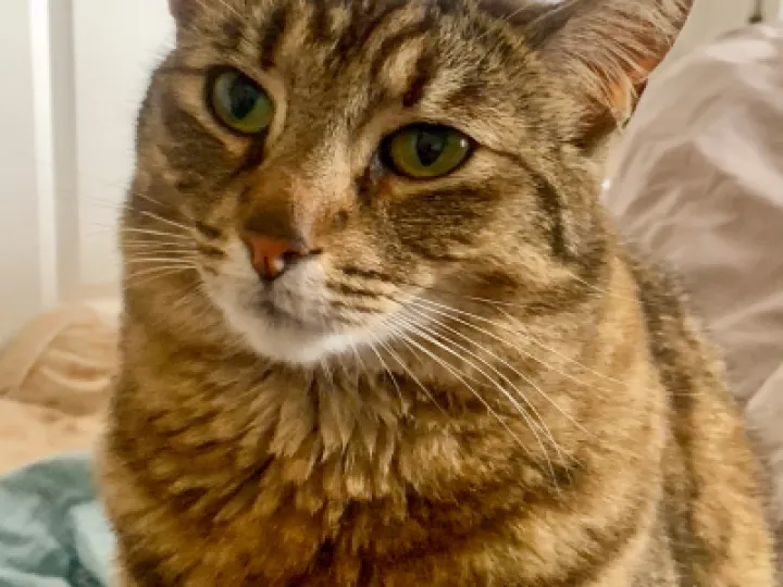 Record 173 Missing Cat 