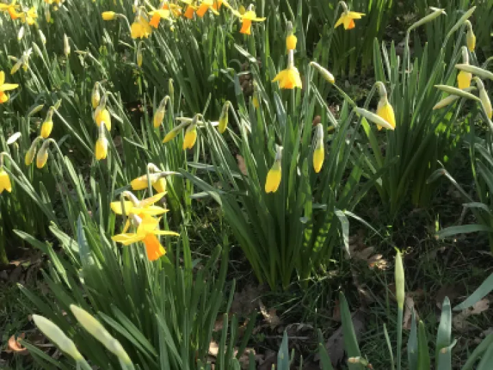 Daffodils 1