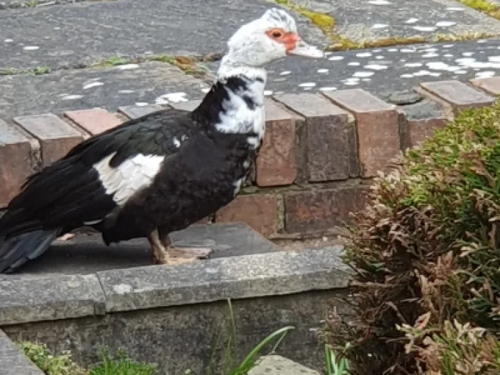 plume muscovy duck