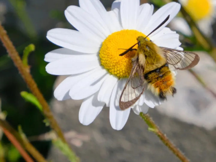~Diurnal moth of the order Sphingidae_F3483