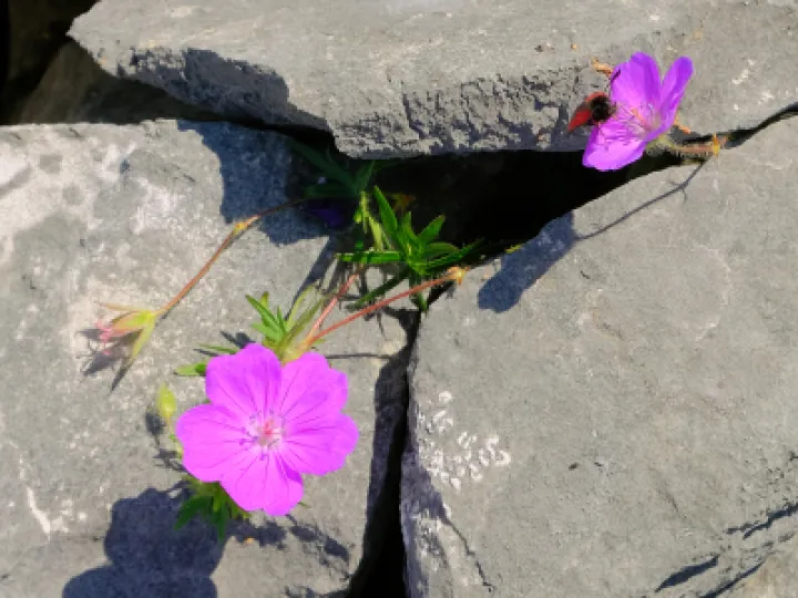 ~Magenta geranium and Burnet moth_F3518