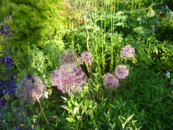 Flower Club Firs Garden June 2023 MD P1040286