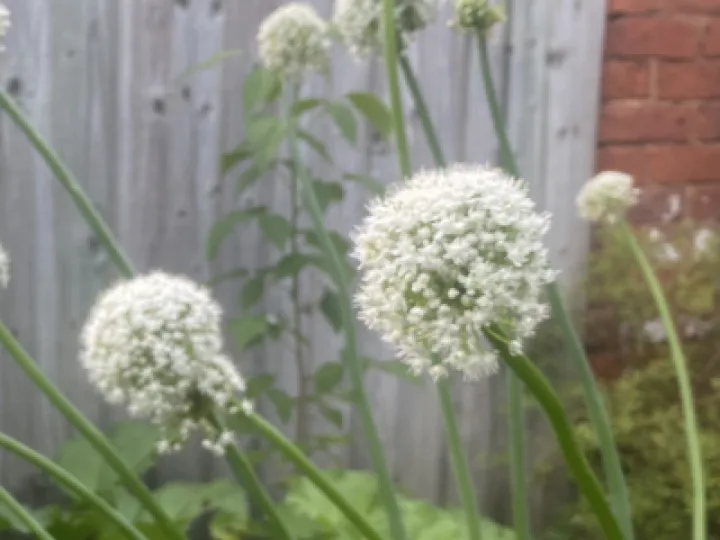 Open Gardens Weekend 2023 A