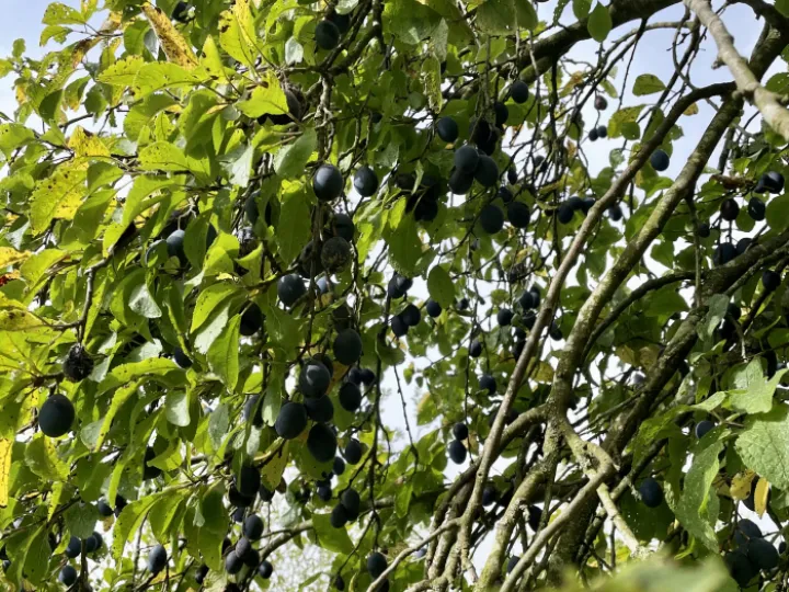 Damsons
