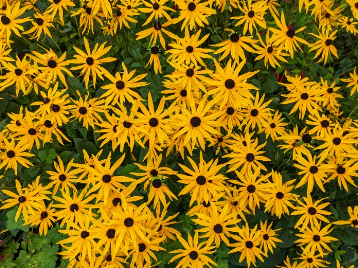 rr_PXL_Sunburst_112447011