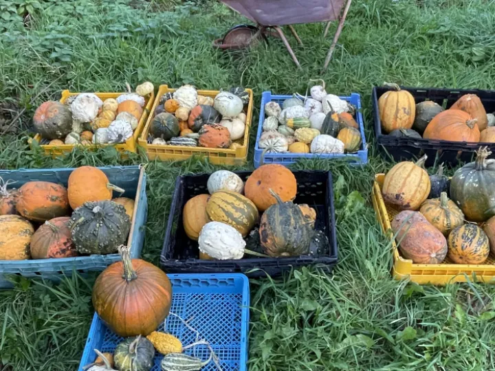 Pumkins24