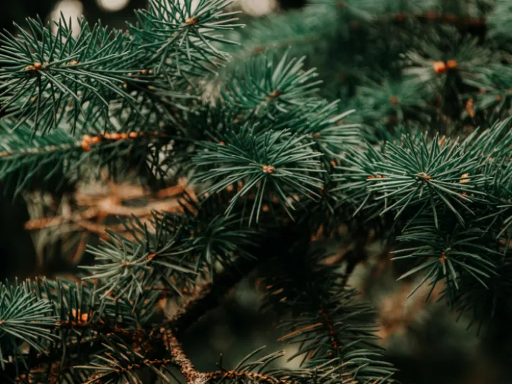 Close Up Photo of Green Pine Tree